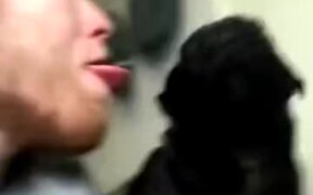 When You Lick Your Dog Back - Animals - VIDEOTIME.COM