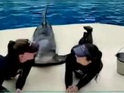 Dolphin Gets More Attention Than You