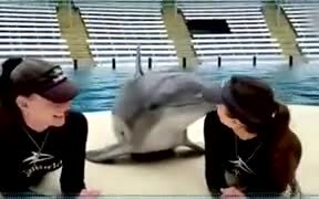 Dolphin Gets More Attention Than You - Animals - VIDEOTIME.COM