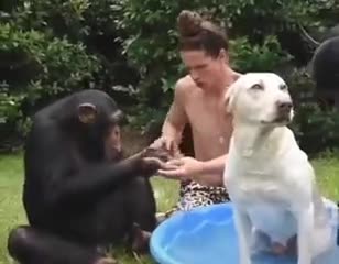 That's Some Premium Chimp Dog Wash