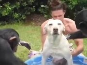That's Some Premium Chimp Dog Wash