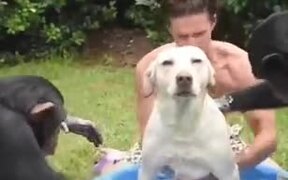 That's Some Premium Chimp Dog Wash - Animals - VIDEOTIME.COM