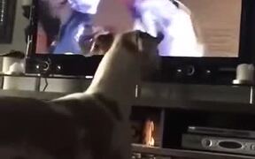 Dog Wants To Be A Bucking Rodeo Horse - Animals - VIDEOTIME.COM