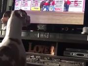 Dog Wants To Be A Bucking Rodeo Horse