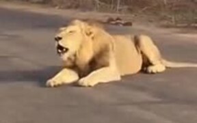 Here We Have A Gargling Lion - Animals - VIDEOTIME.COM
