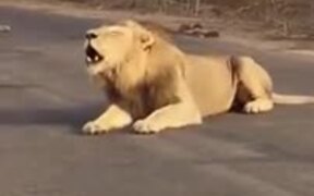 Here We Have A Gargling Lion - Animals - VIDEOTIME.COM