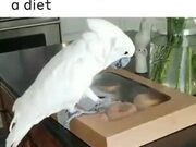 Doughnuts & Parrot