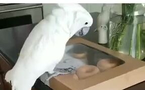 Doughnuts & Parrot - Animals - VIDEOTIME.COM