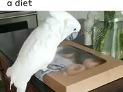 Doughnuts & Parrot