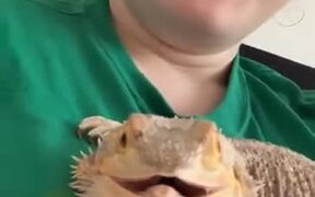 This Smiling Lizard Will Make Your Day - Animals - VIDEOTIME.COM