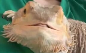 This Smiling Lizard Will Make Your Day - Animals - VIDEOTIME.COM