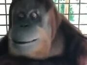 Orangutans Can Pick Up Human Habits Easily