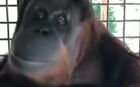 Orangutans Can Pick Up Human Habits Easily - Animals - VIDEOTIME.COM