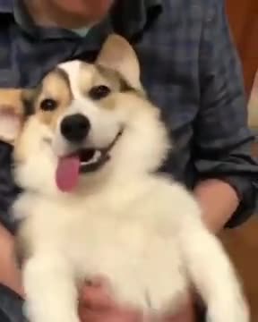 That Is Probably The Cutest Corgi Face Ever