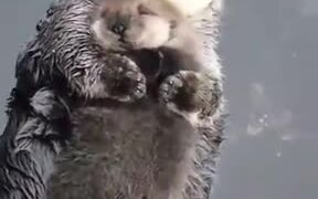 Otters Are As Affectionate As Humans - Animals - VIDEOTIME.COM