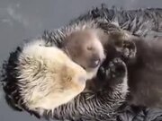 Otters Are As Affectionate As Humans