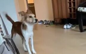 When You Fall In Public And Hope Nobody Saw You - Animals - Videotime.com