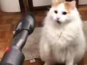 Cat: "I Don't Like This Vacuum Cleaner At All."