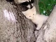 Raccoon Giving Premium Head Scratches To A Kitten