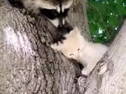 Raccoon Giving Premium Head Scratches To A Kitten