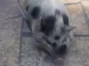 Cute Piggy Loves Making Bubbles In The Water