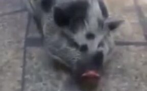 Cute Piggy Loves Making Bubbles In The Water - Animals - VIDEOTIME.COM