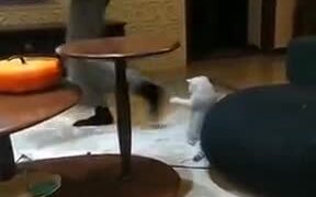 This Cat Did Take Some Dance Lessons - Animals - VIDEOTIME.COM
