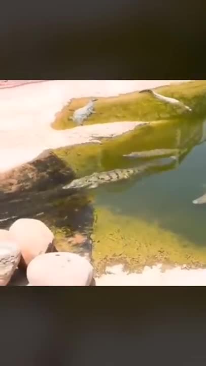 A Fun Waterpark Slide For A Gator