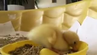 Tiny Ducklings Scooting Around For Food