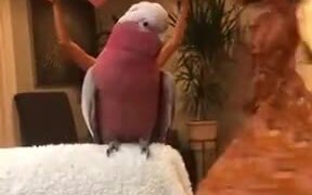 That Bird Has Some Nice Dancing Skills - Animals - VIDEOTIME.COM