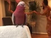 That Bird Has Some Nice Dancing Skills