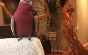That Bird Has Some Nice Dancing Skills