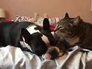 Cat, The Dog's Personal Assistant