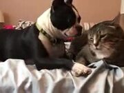 Cat, The Dog's Personal Assistant