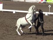 Spanish Horse Show