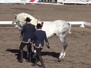 Spanish Horse Show