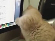 Even Cat Is Surfing The Net