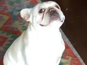 Bulldog Engages In A Staring Contest