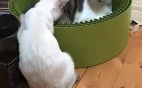 This Cat Can Act In A Play Easily - Animals - VIDEOTIME.COM