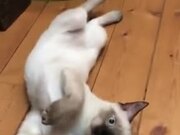 This Cat Can Act In A Play Easily