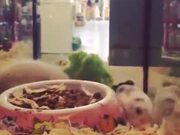 Guinea Pig's Either Bored Or Sick