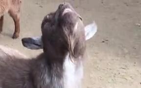 When You Finally Scratch That Itch After All Day - Animals - VIDEOTIME.COM