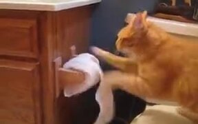 Why Cats Shouldn't Be Anywhere Near Toilets - Animals - VIDEOTIME.COM