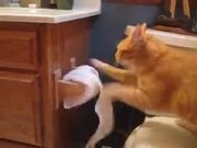 Why Cats Shouldn't Be Anywhere Near Toilets