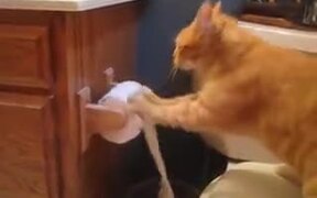 Why Cats Shouldn't Be Anywhere Near Toilets - Animals - VIDEOTIME.COM