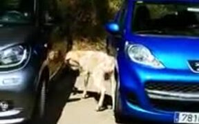 Do Insurance Companies Cover Angry Goat Attacks? - Animals - VIDEOTIME.COM