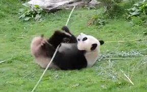 Here Is The Real-Life Kung-Fu Panda - Animals - VIDEOTIME.COM