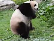 Here Is The Real-Life Kung-Fu Panda