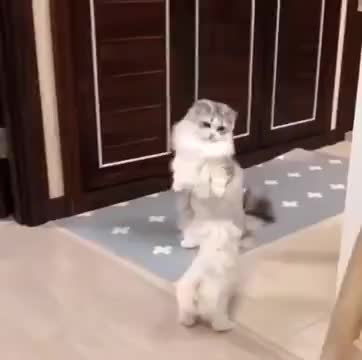 Is The Cat Teaching The Puppy Dance Moves?