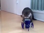 Cute Otter Scared By A Toy